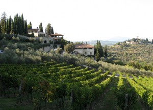 Visiting Italy’s Chianti Region During the Harvest Season