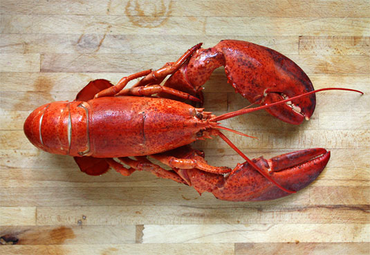 A beautifully cooked 2-lb lobster.