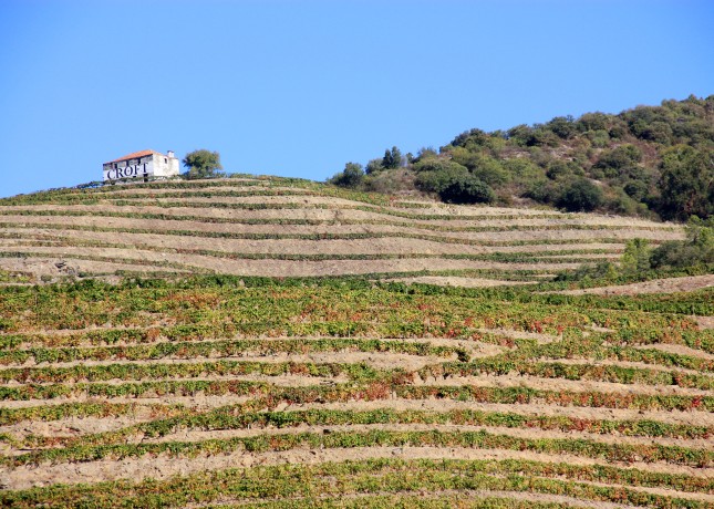 Wine terraces in the Douro Valley, Portugal // FoodNouveau.com