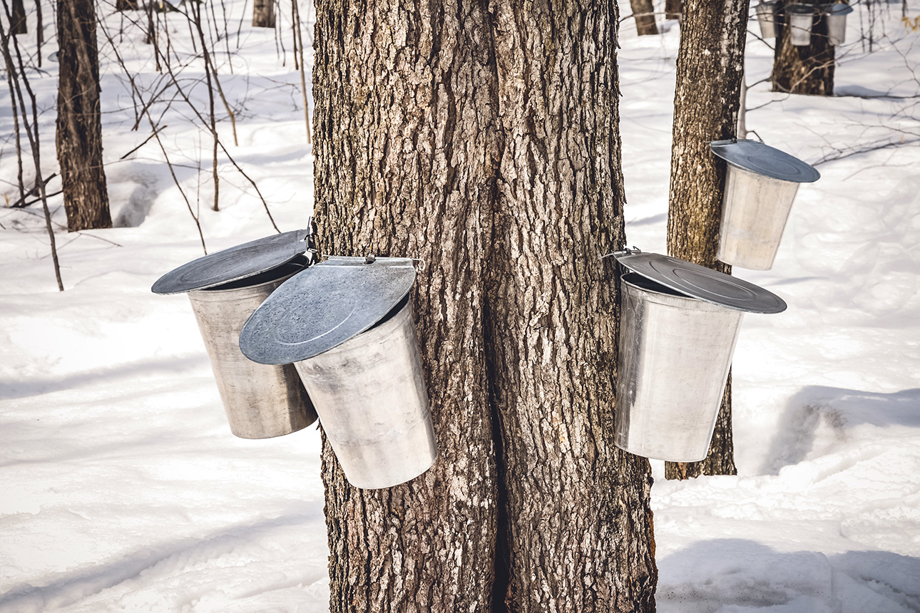 Buckets installed to collect maple sap from maple trees in Québec // FoodNouveau.com
