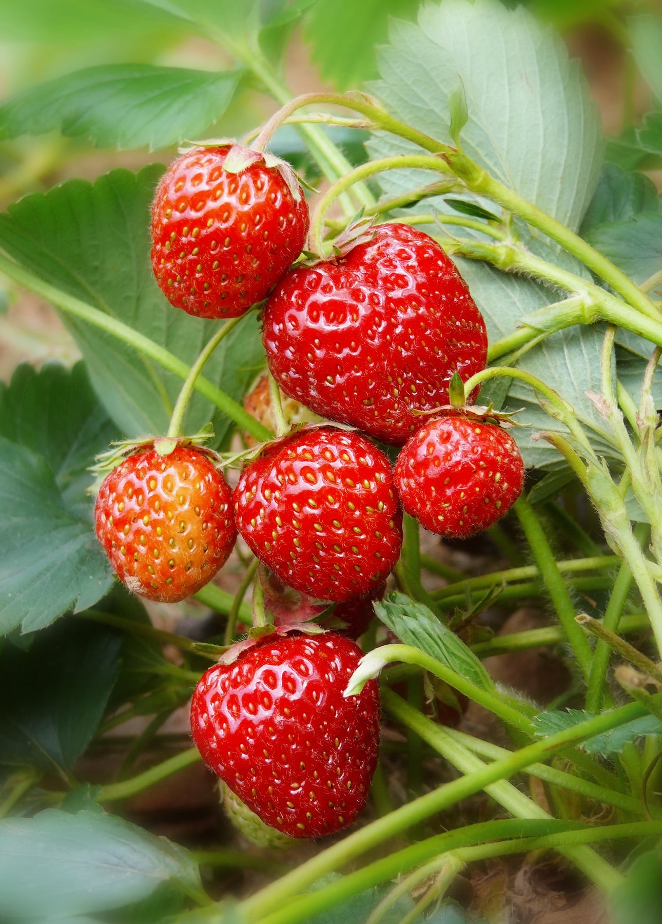Bright red strawberries with green tops growing on a plant, surrounded by lush leaves. Some berries are fully ripe while others are still ripening, ready to be paired with a refreshing citrus mousse. The background is slightly blurred for focus on the fruit. // FoodNouveau.com
